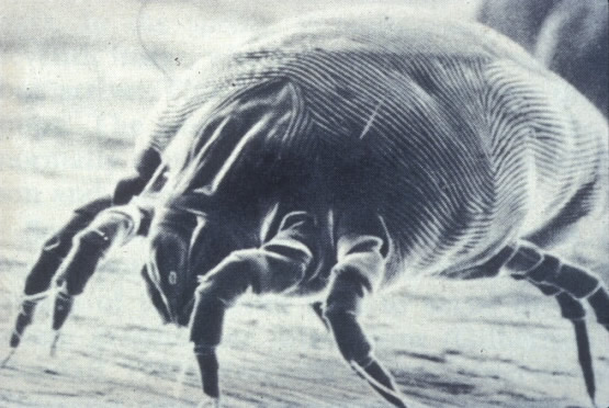 Bumble Bee on flower