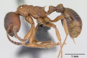 another closeup of European Fire Ant