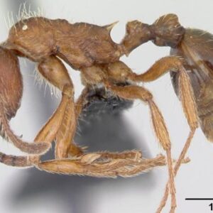 another closeup of European Fire Ant