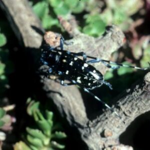 black and white beetle on small branches
