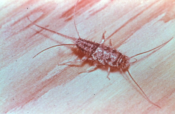 Bumble Bee on flower