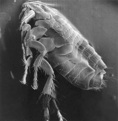 microscopic flea