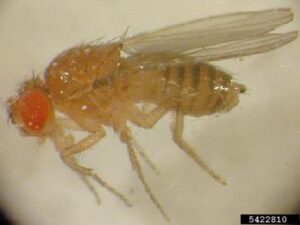 adult fruit or vinegar fly