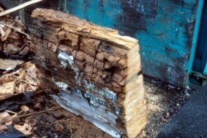 Fungal wood rot on 2 by 6