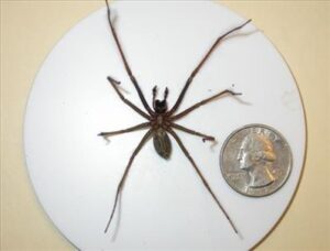 Giant House spider in relation to US Quarter