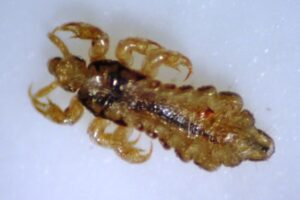 Adult head louse closeup