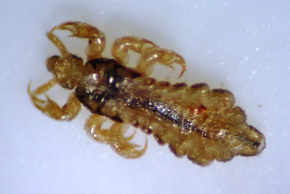 Bumble Bee on flower