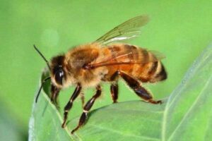 Honey bee on leaf