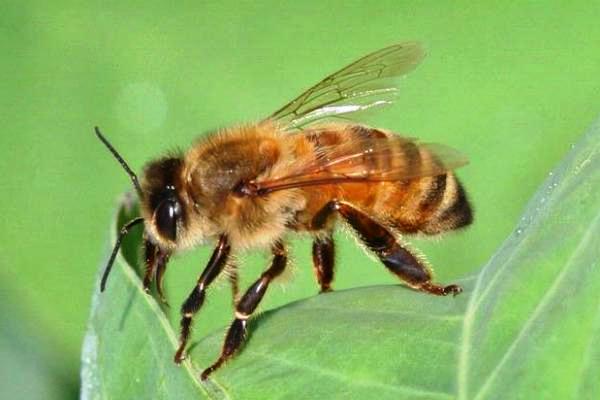 Bumble Bee on flower