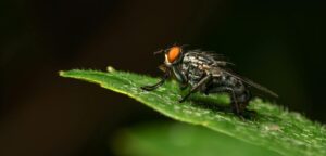 closeup of a House fly