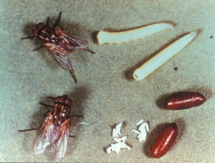 Bumble Bee on flower