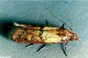 Indian Meal Moth