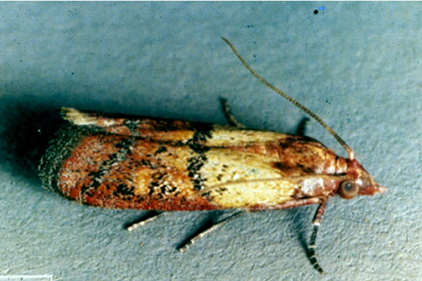 Bumble Bee on flower