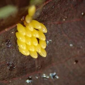 Lady beetle eggs on leaf