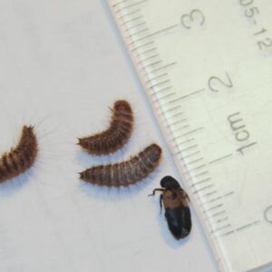 Larder Beetle Adult and Larvae