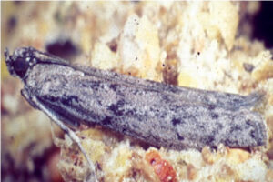 Mediterranean flour moth