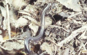 Millipede in leaf litter