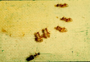 numerous moisture ants on yellow background