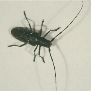 wood boring beetle