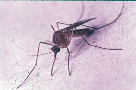 Adult mosquito
