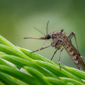 Mosquito closeup
