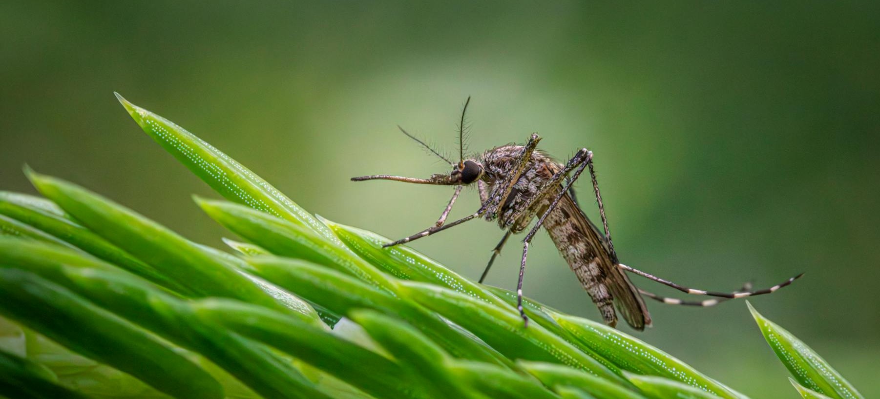 Mosquito closeup