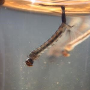 Mosquito larva at water surface
