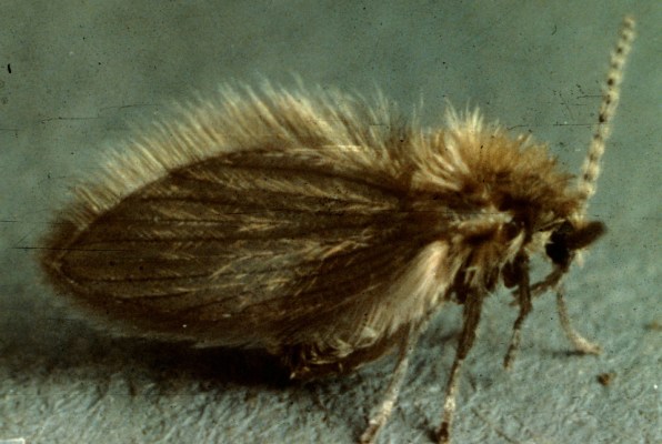 Bumble Bee on flower