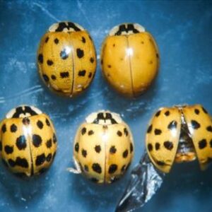 Multicolored Asian Lady Beetles with red spots on black wings.
