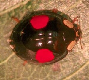 Dark form of Multicolored Asian Lady Beetle