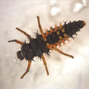 Asian lady beetle larva