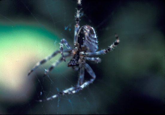 Bumble Bee on flower