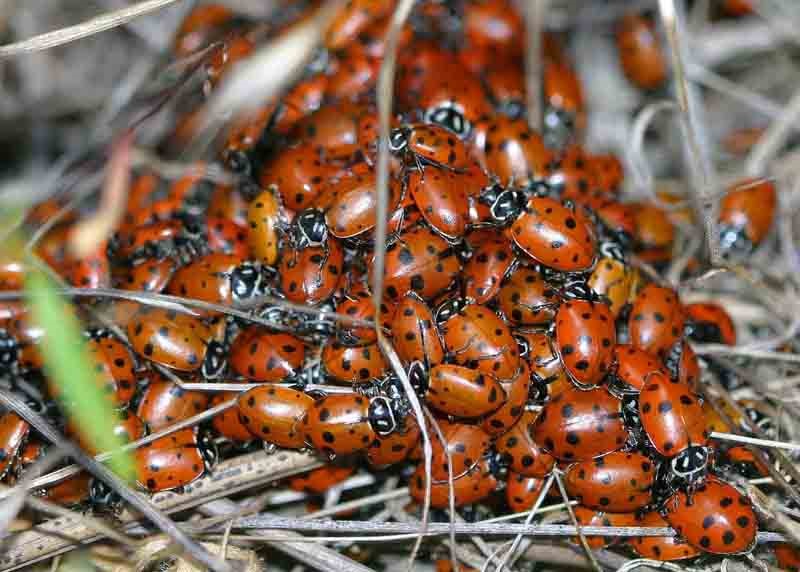 Bumble Bee on flower