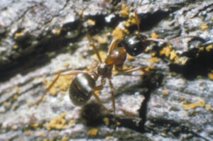 Predatory ant worker