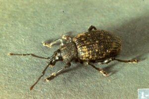 adult black vine weevil