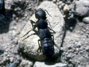 Rove beetle on small rock