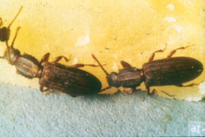Multiple sawtooth grain beetles