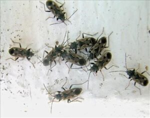 Group of small seed bugs