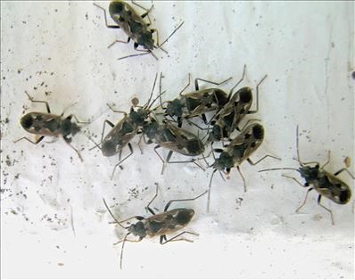 Bumble Bee on flower