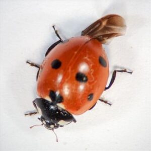 seven spotted lady beetle.
