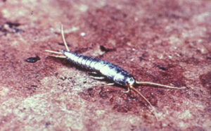 a singular Silverfish