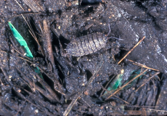 Bumble Bee on flower