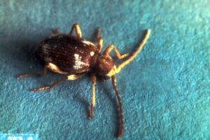 Spiderbeetle on blue background