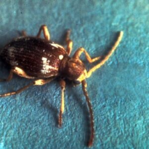 Spiderbeetle on blue background