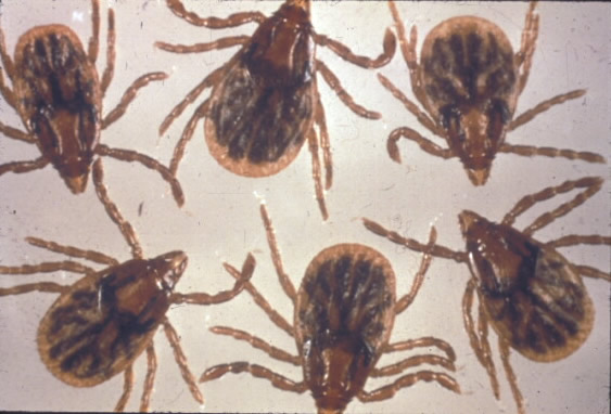 Bumble Bee on flower