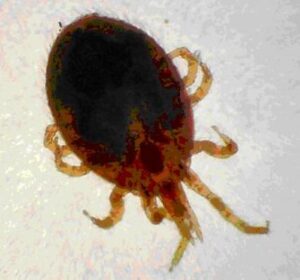 Tropical rat mite