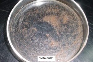 Tyroglyphid mite dust in dish.