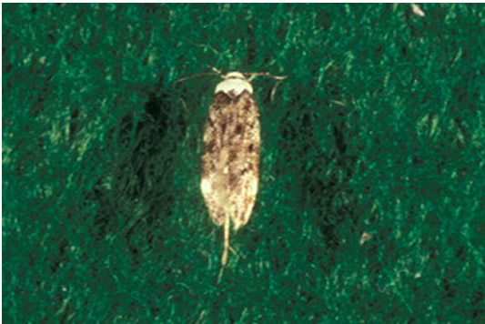 Bumble Bee on flower