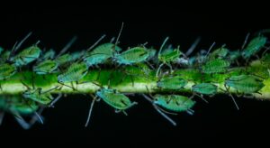 Aphid colony closeup