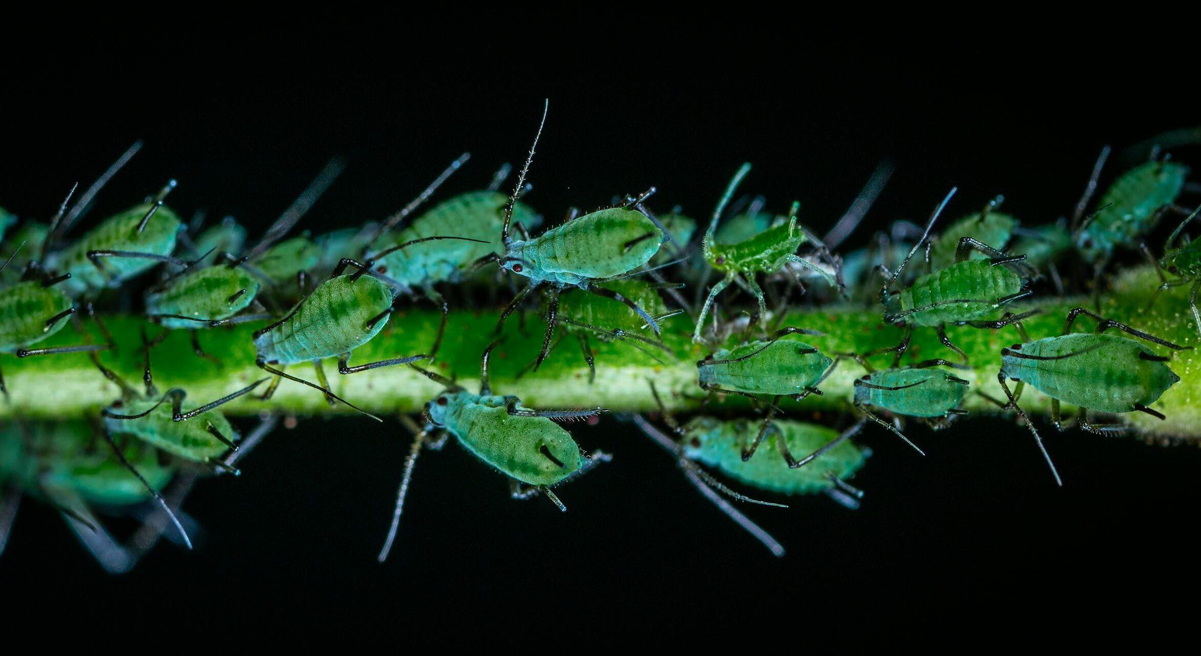 Aphid colony closeup.